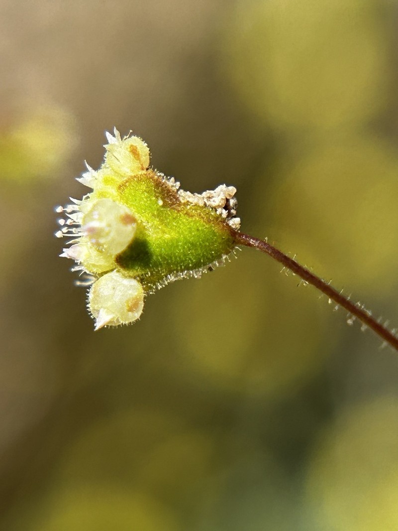 Twotooth Buckwheat photo 7