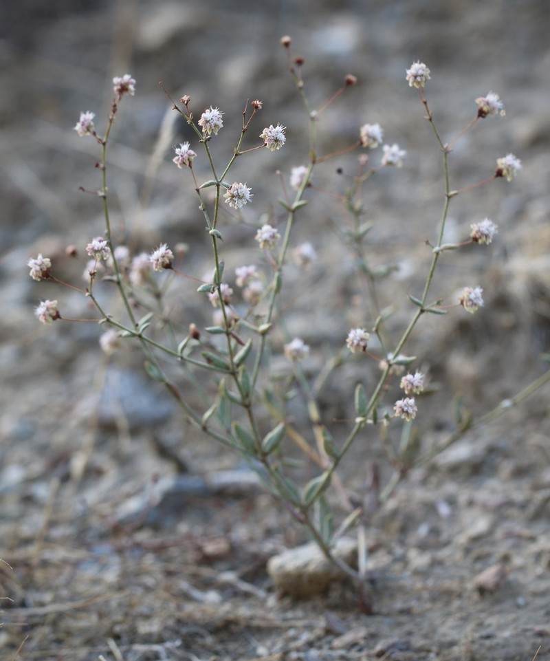 Twotooth Buckwheat photo 8