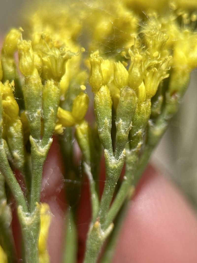 Clay Hill Buckwheat