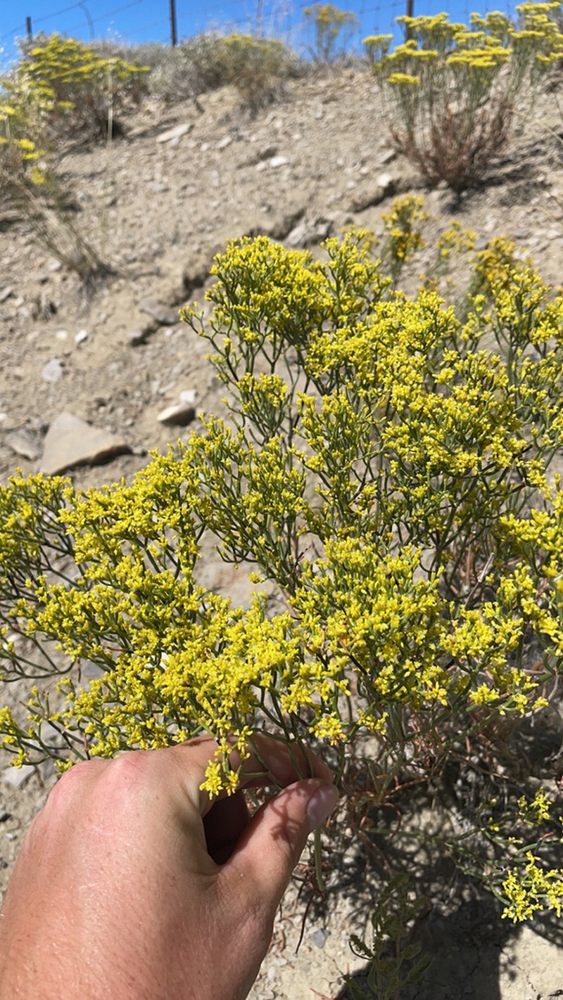 Clay Hill Buckwheat photo 2