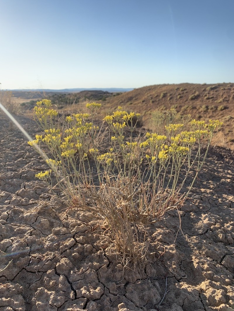 Clay Hill Buckwheat photo 3