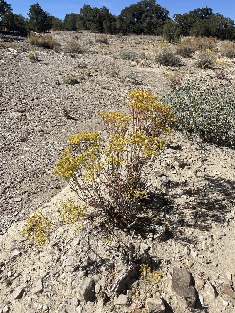 Clay Hill Buckwheat photo 4