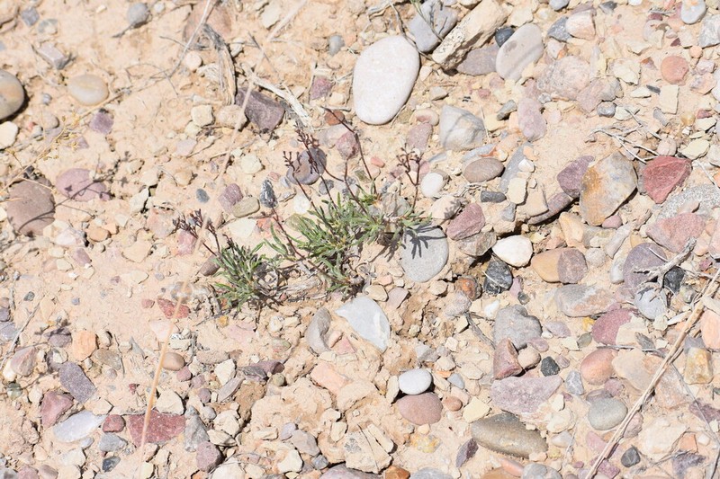 Clay Hill Buckwheat photo 5