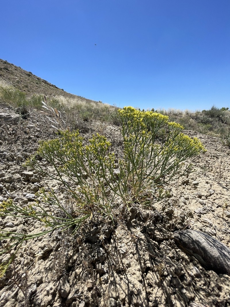 Clay Hill Buckwheat photo 6