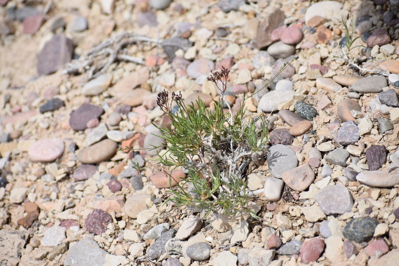 Clay Hill Buckwheat photo 7