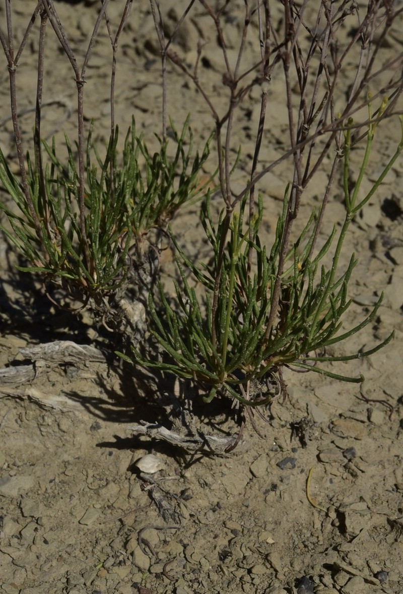 Clay Hill Buckwheat photo 8