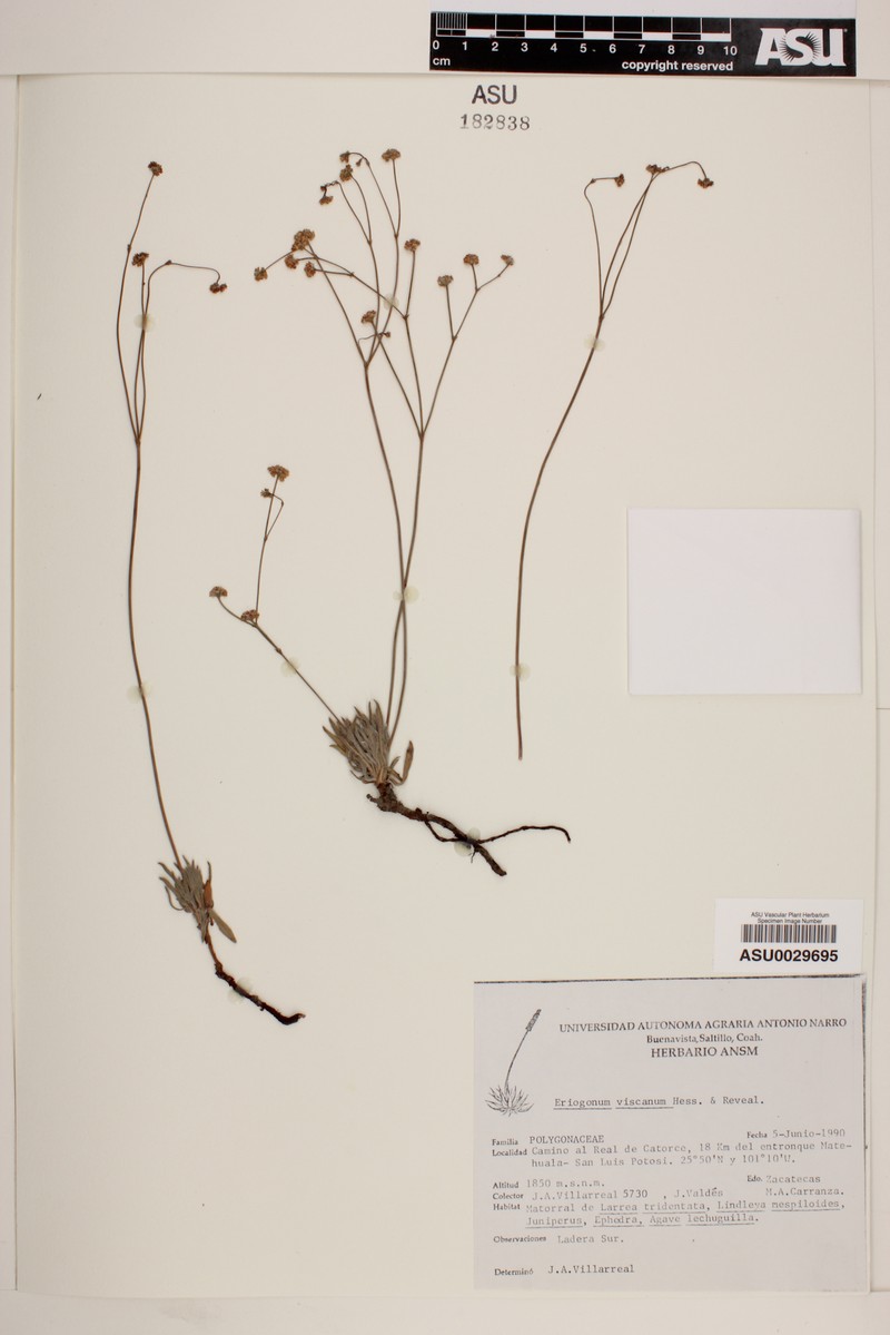 Eriogonum viscanum