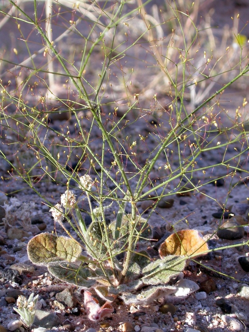 Sticky Buckwheat