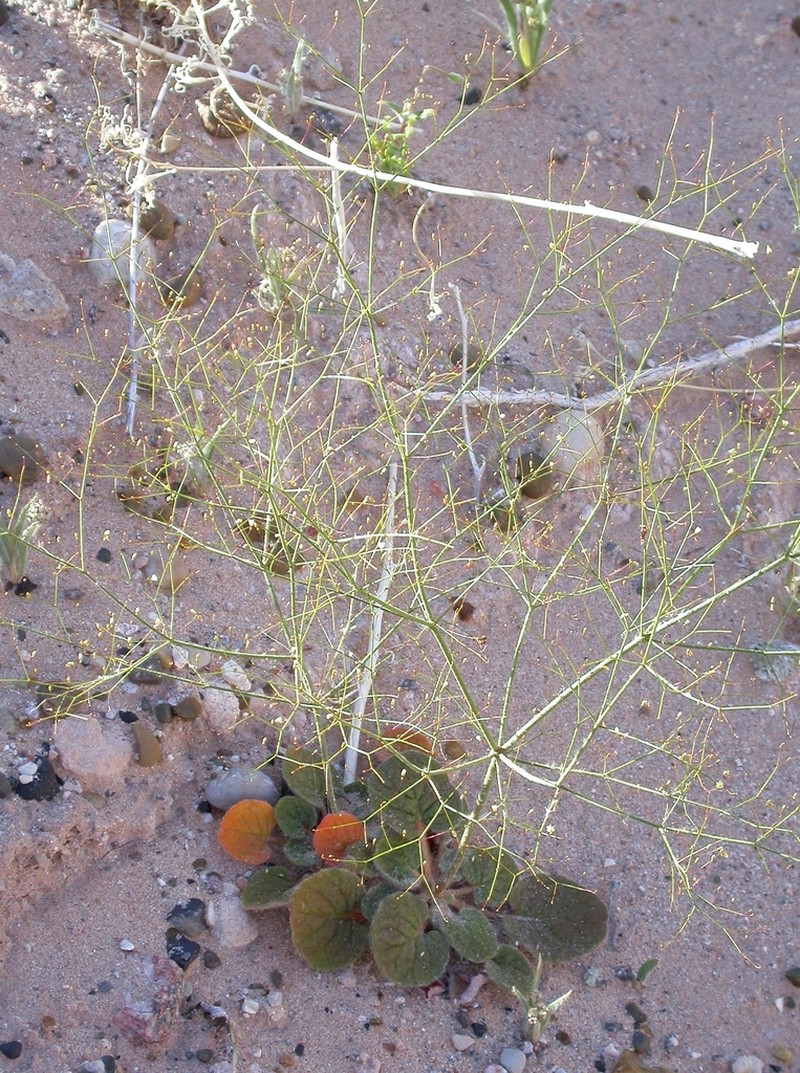 Sticky Buckwheat photo 3