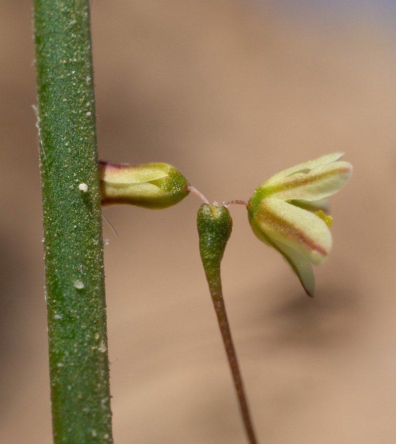 Sticky Buckwheat photo 4