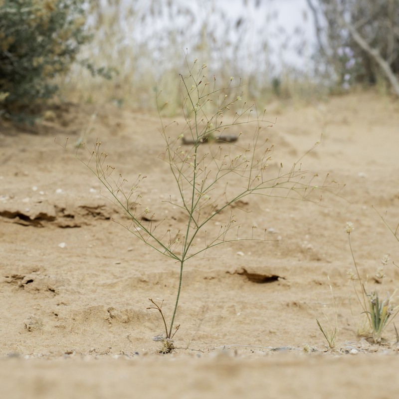 Sticky Buckwheat photo 5