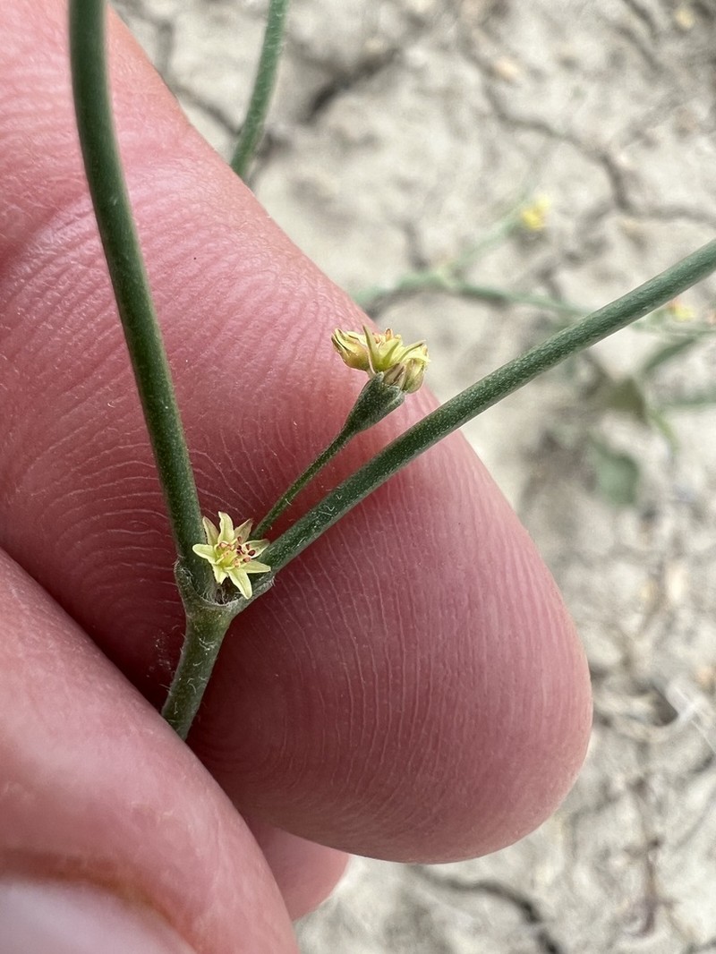 Visher's Buckwheat