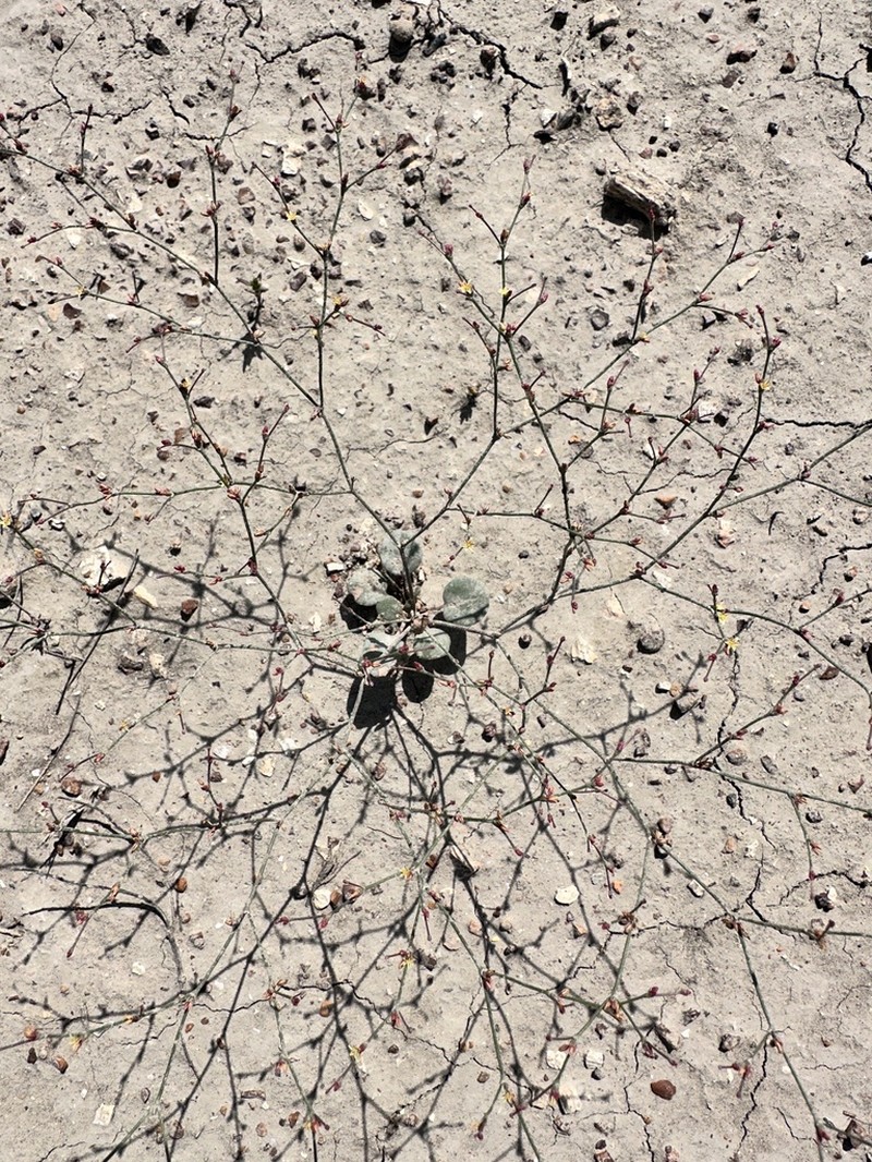 Visher's Buckwheat photo 2