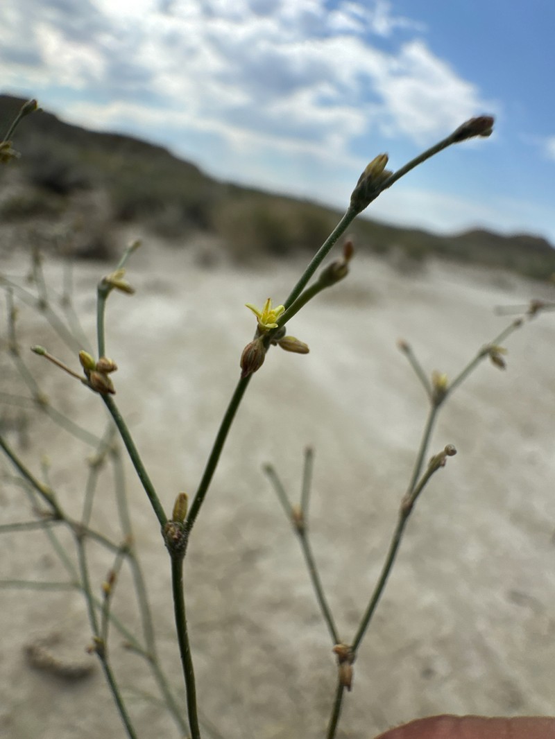 Visher's Buckwheat photo 3