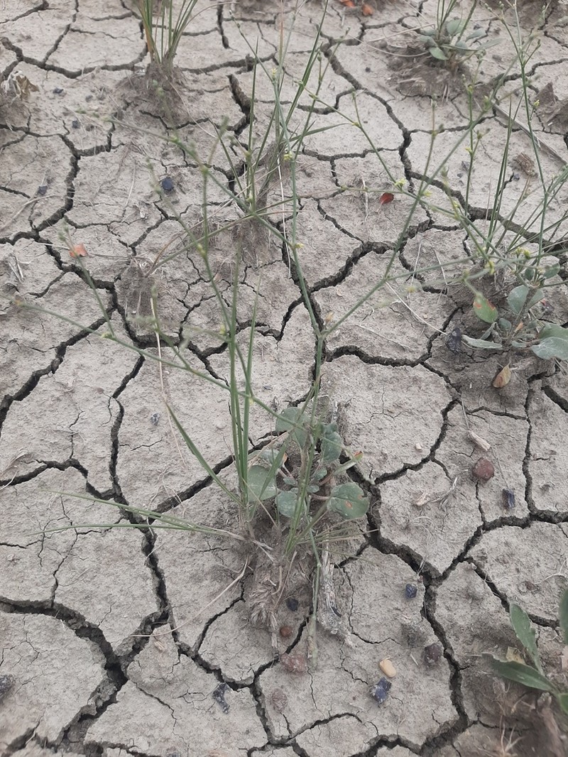 Visher's Buckwheat photo 5