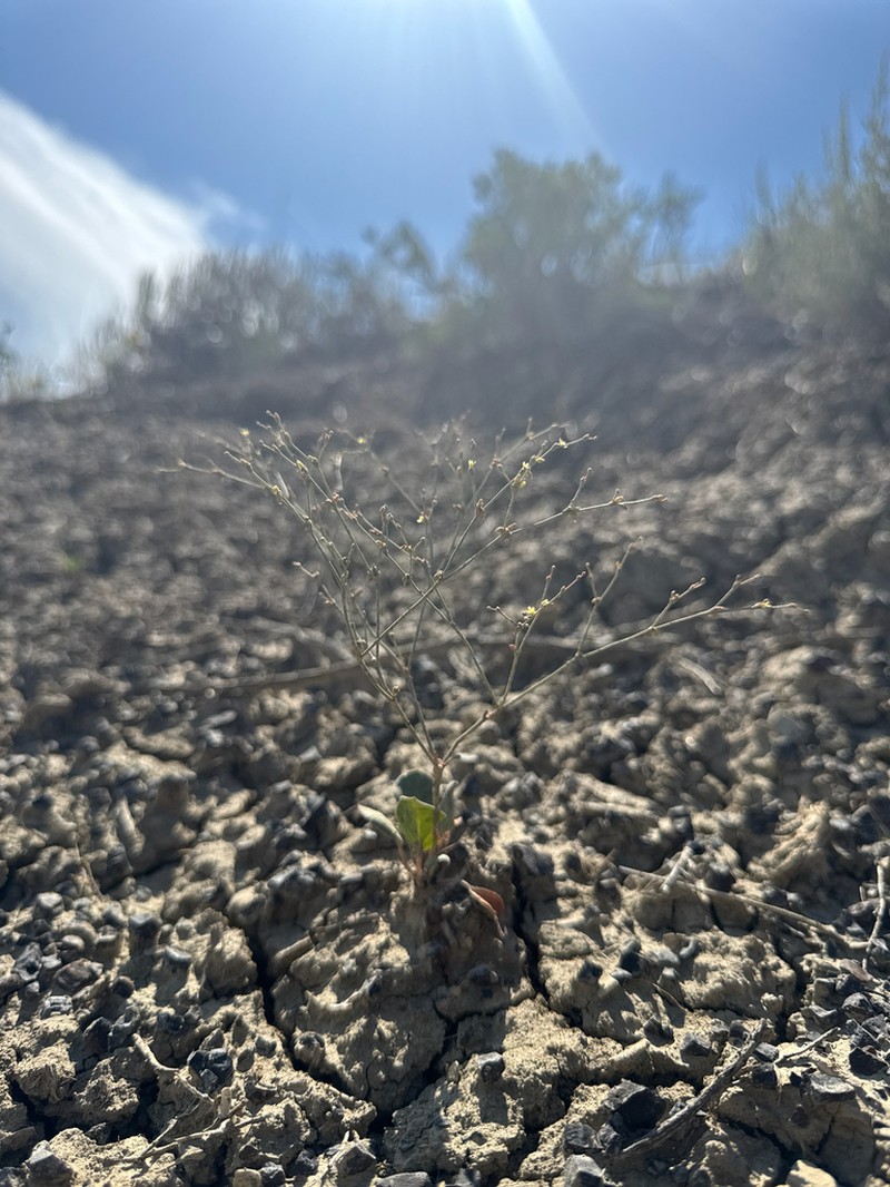 Visher's Buckwheat photo 7