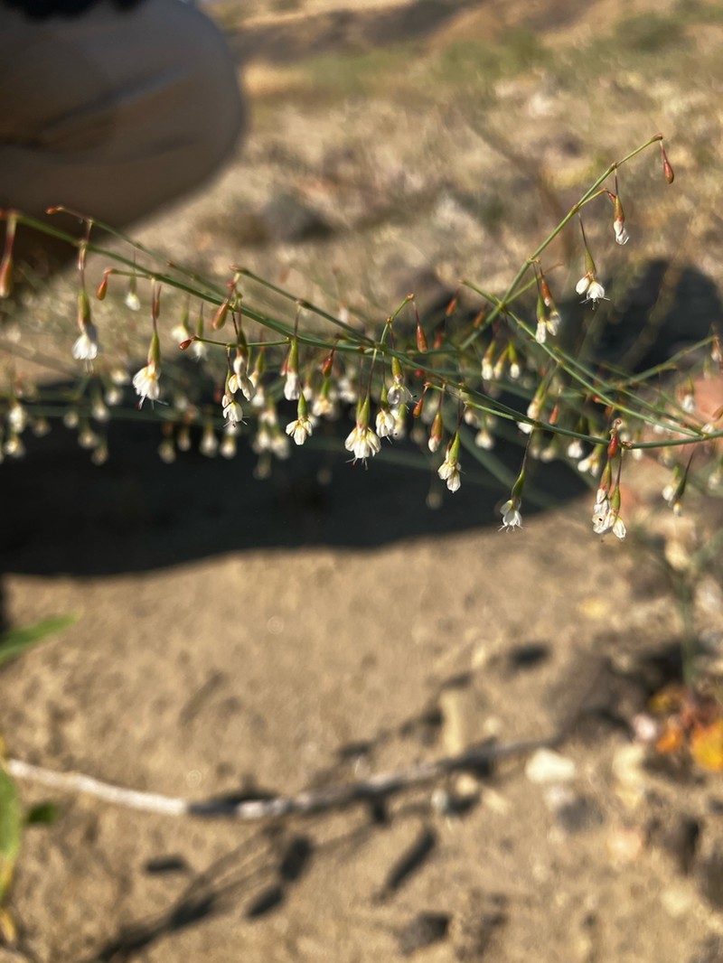 Watson's Buckwheat