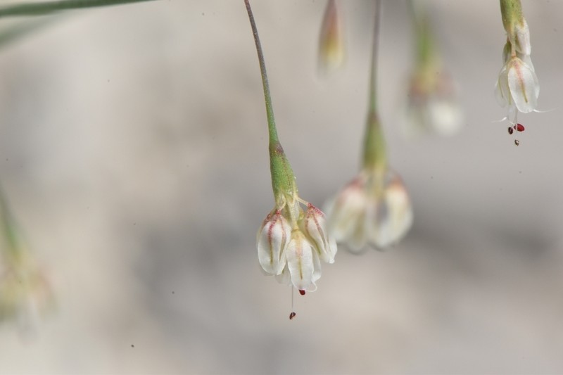 Watson's Buckwheat photo 2