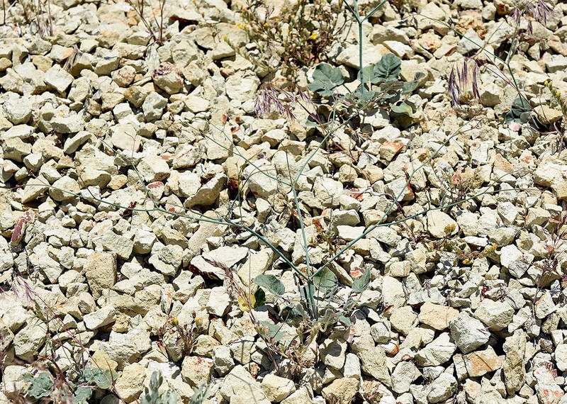 Watson's Buckwheat photo 3