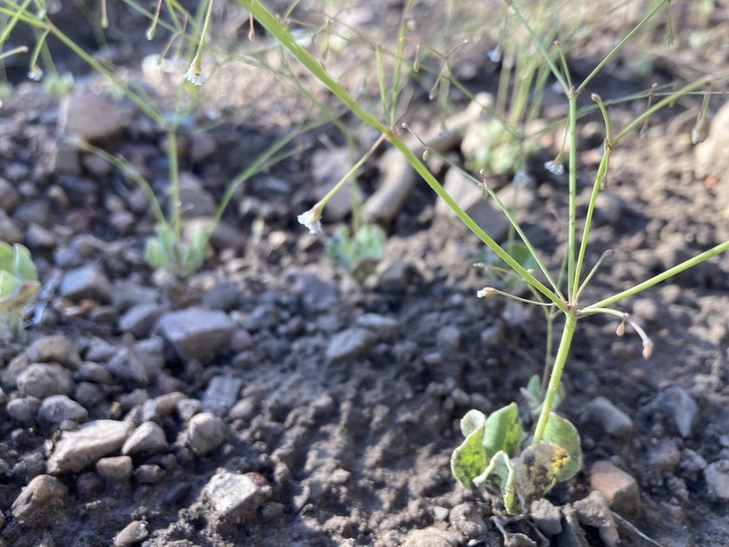 Watson's Buckwheat photo 4