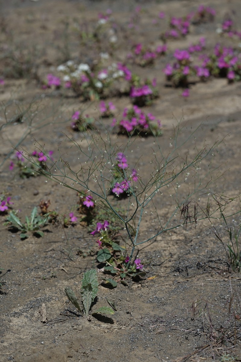 Watson's Buckwheat photo 5