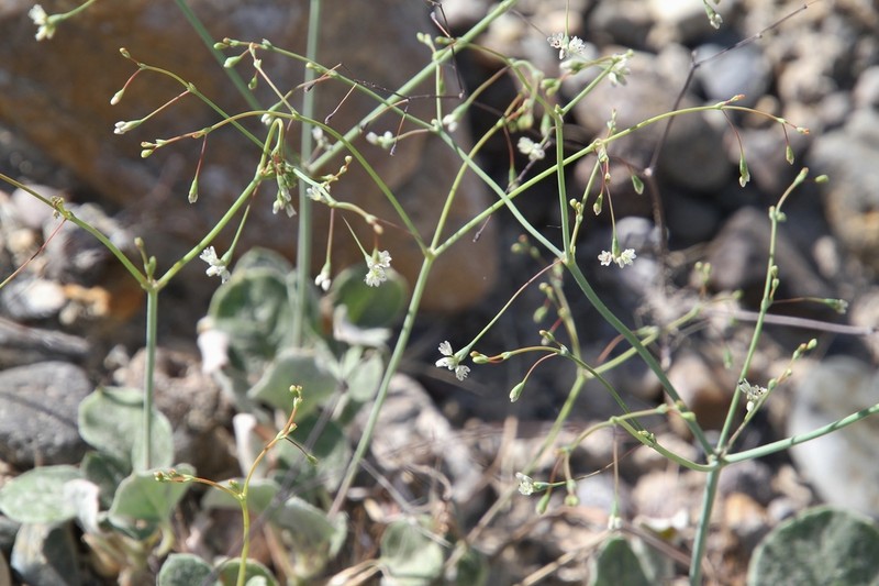 Watson's Buckwheat photo 6