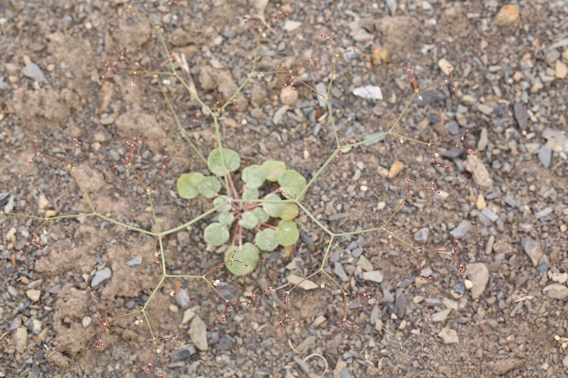 Watson's Buckwheat photo 7