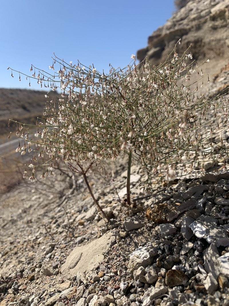 Watson's Buckwheat photo 8
