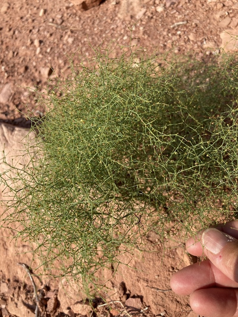 Wetherill's Buckwheat