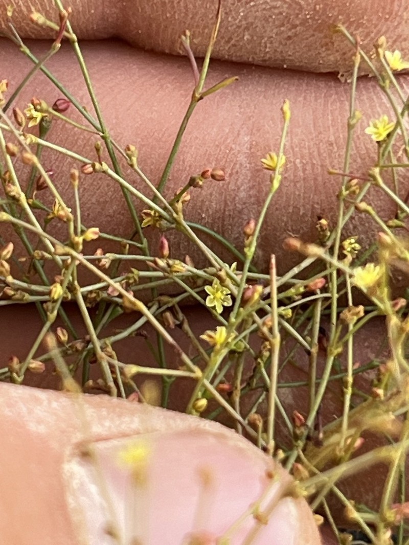 Wetherill's Buckwheat photo 2