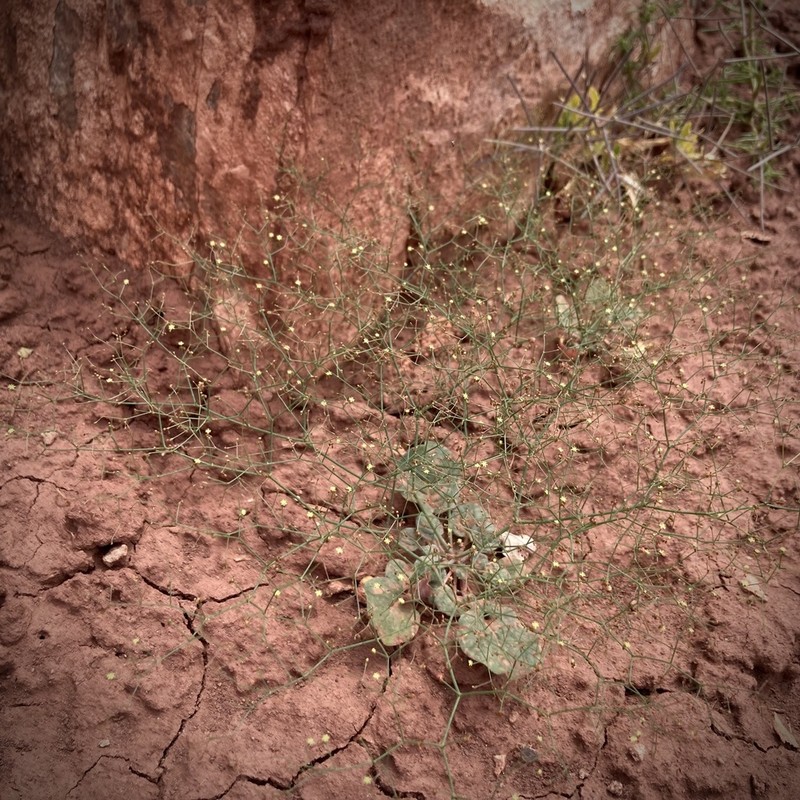 Wetherill's Buckwheat photo 5