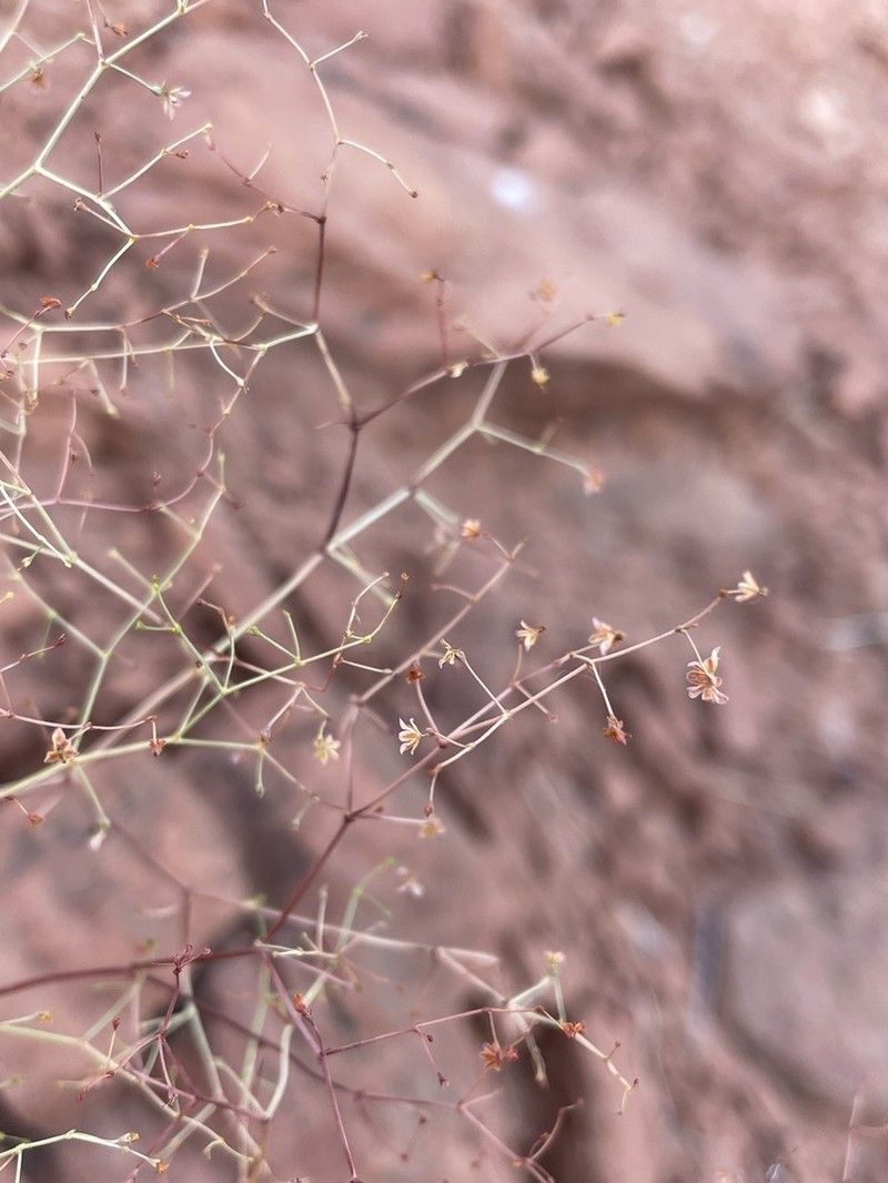 Wetherill's Buckwheat photo 7