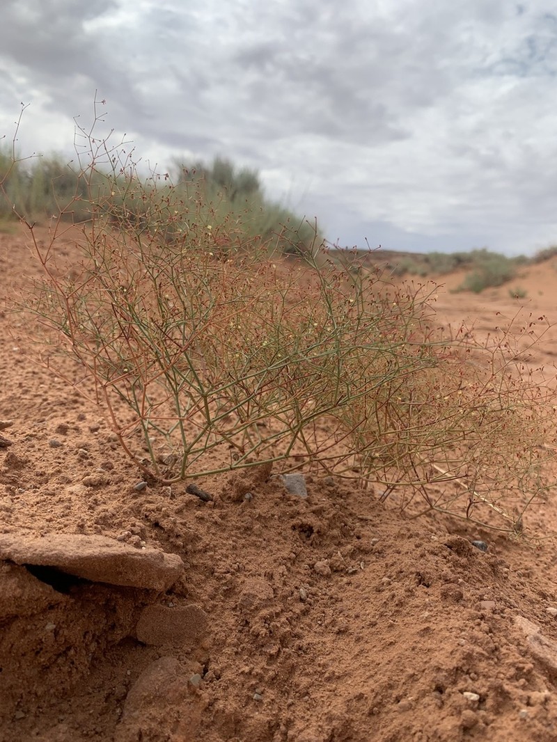 Wetherill's Buckwheat photo 8