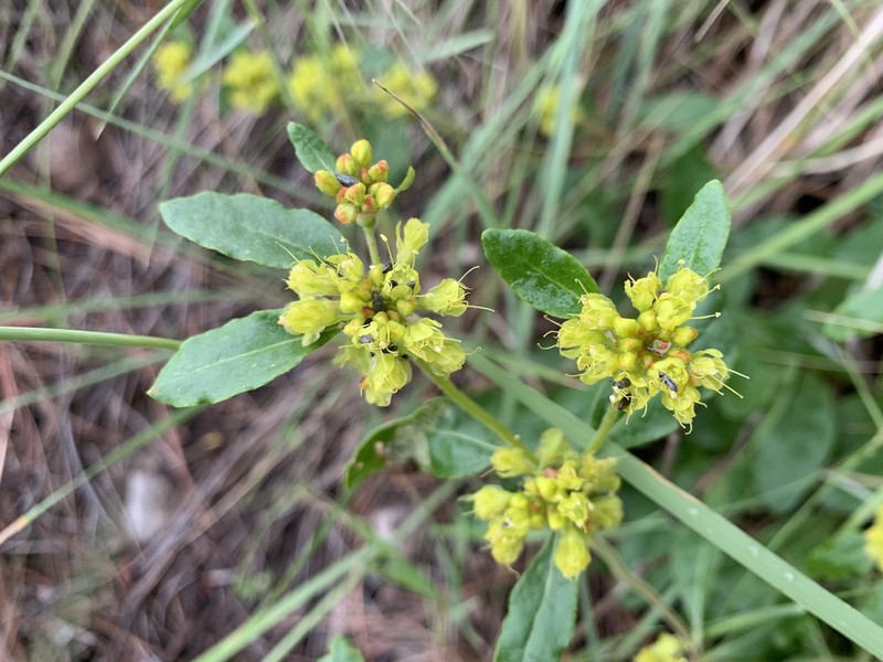 Eriogonum wootonii