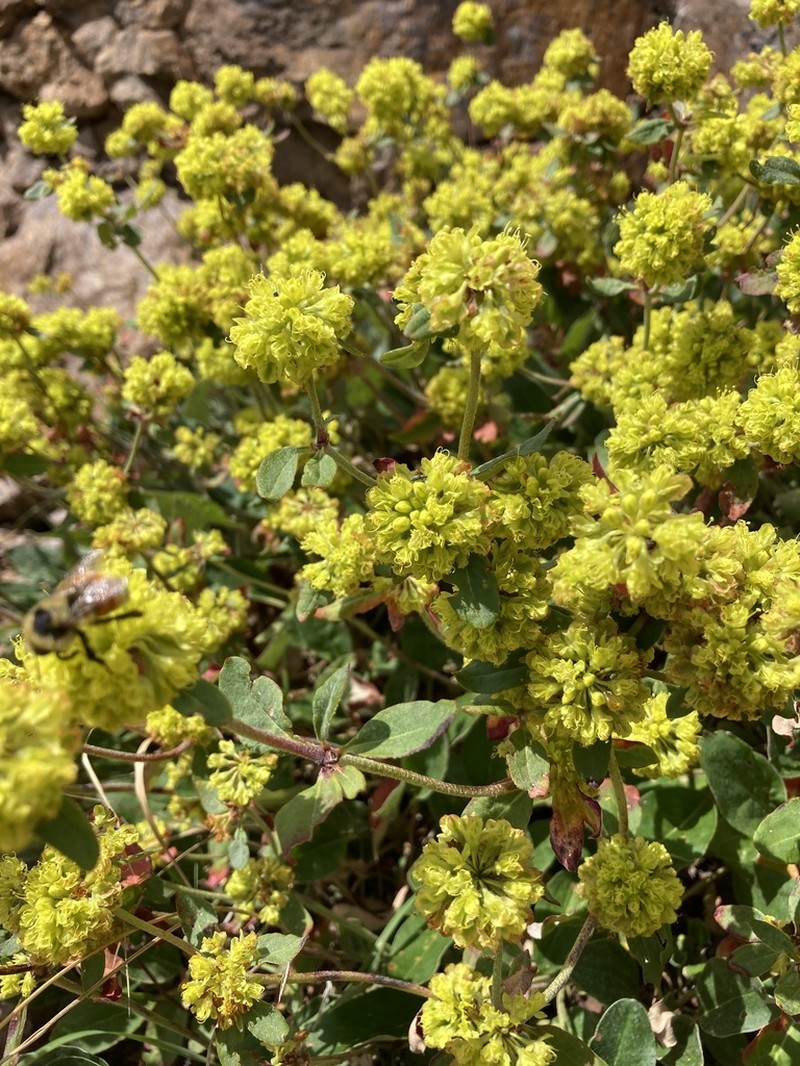 Eriogonum wootonii photo 2
