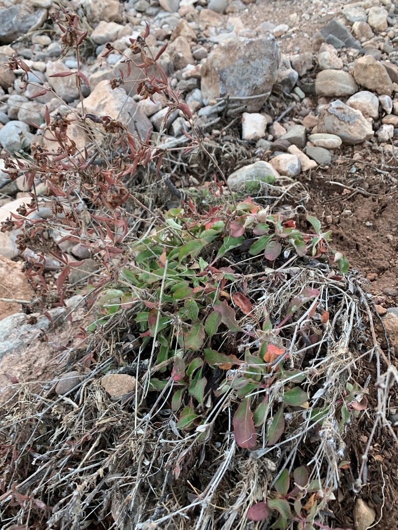 Eriogonum wootonii photo 3