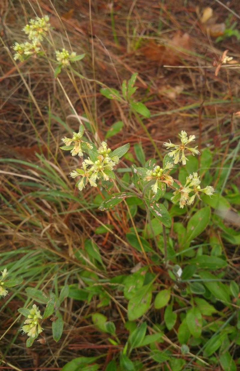 Eriogonum wootonii photo 4