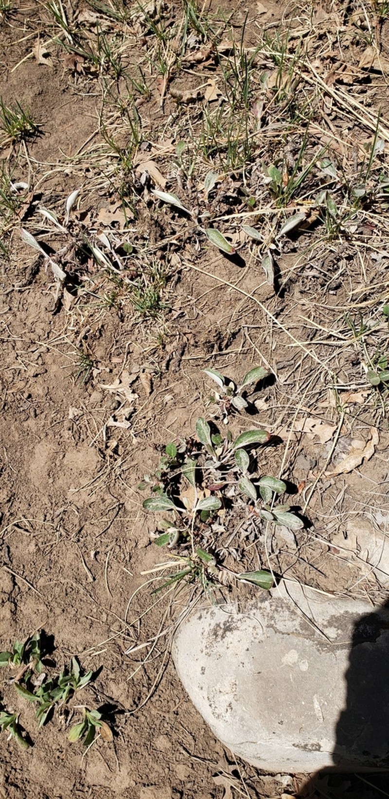 Eriogonum wootonii photo 5