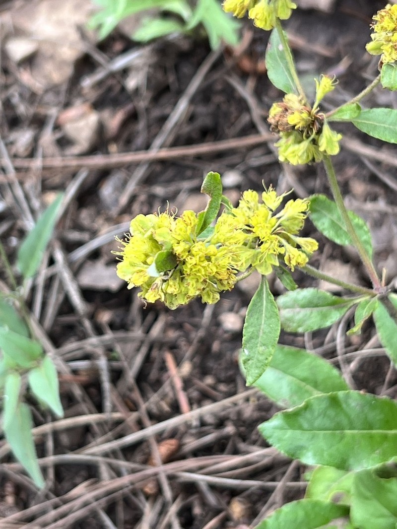 Eriogonum wootonii photo 6
