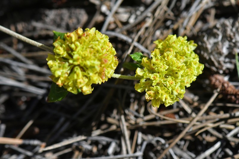 Eriogonum wootonii photo 7