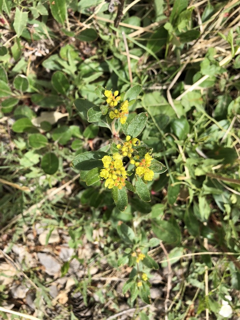 Eriogonum wootonii photo 8