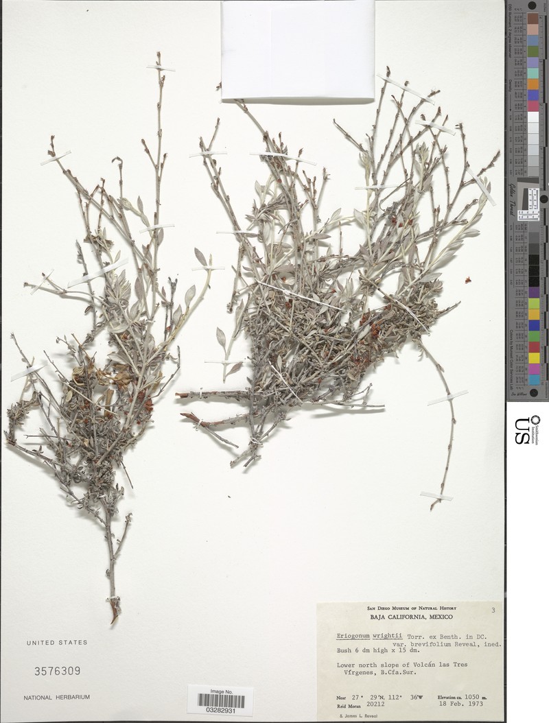 Eriogonum wrightii var. brevifolium
