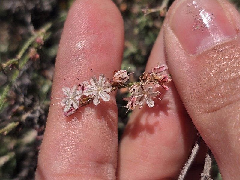 Eriogonum wrightii var. dentatum