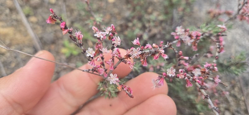 Eriogonum wrightii var. dentatum photo 2