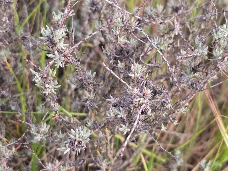 Eriogonum wrightii var. dentatum photo 3