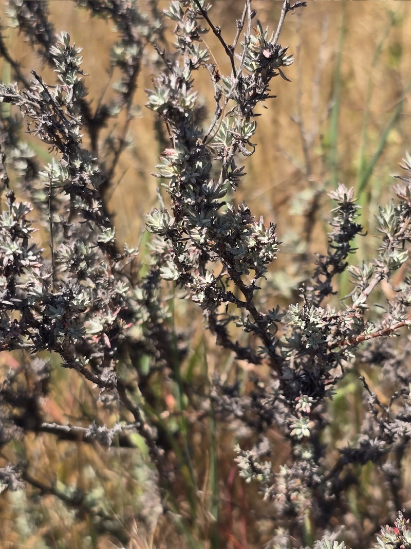Eriogonum wrightii var. dentatum photo 4
