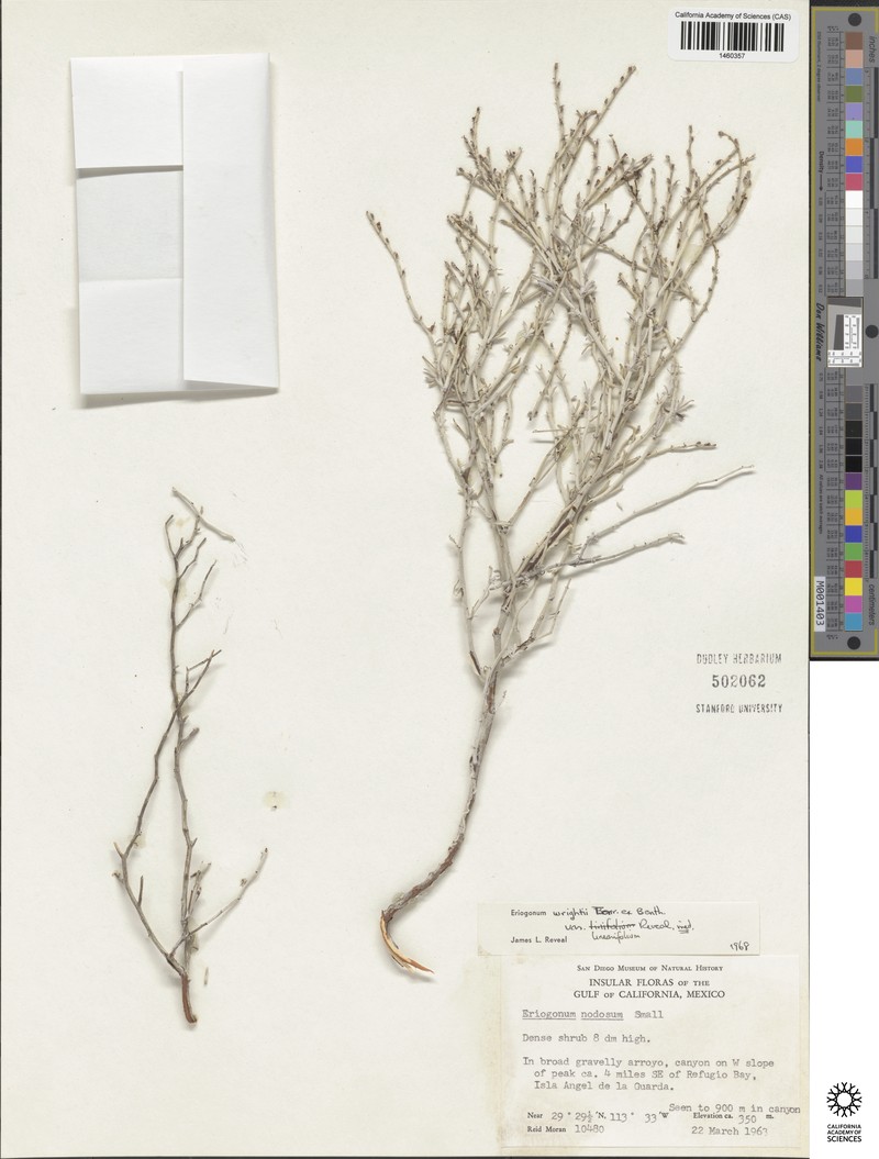 Eriogonum wrightii var. linearifolium