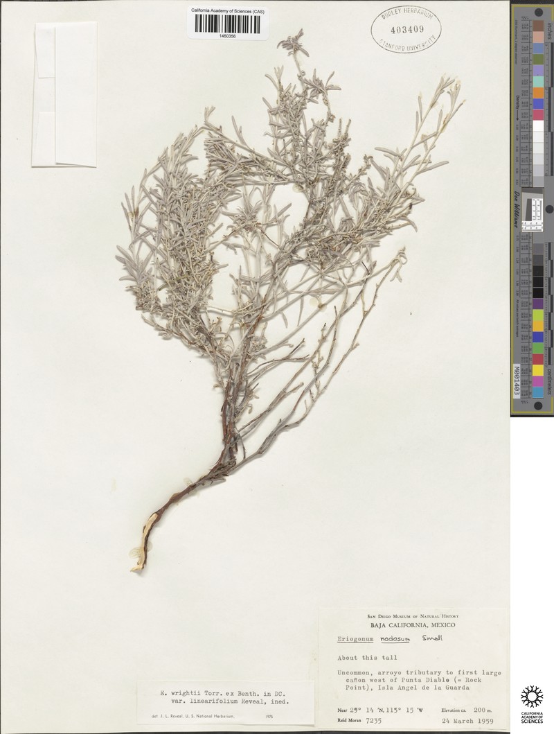 Eriogonum wrightii var. linearifolium photo 2