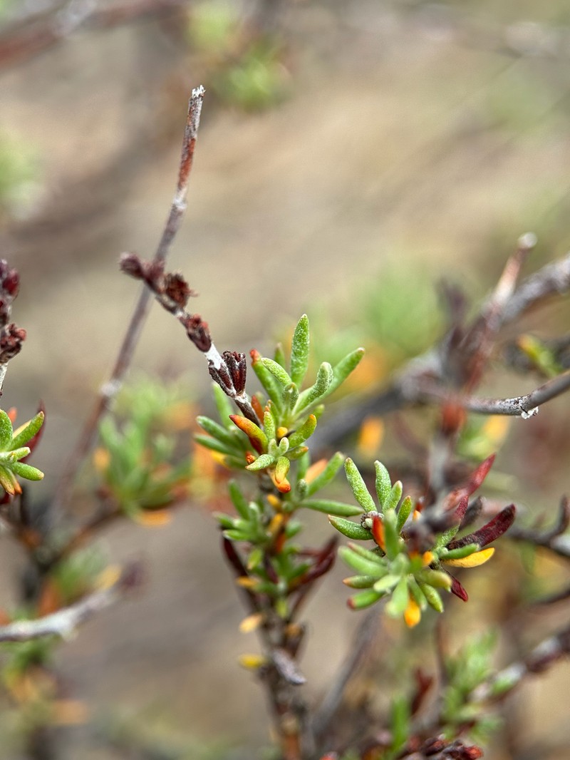 Eriogonum wrightii var. membranaceum