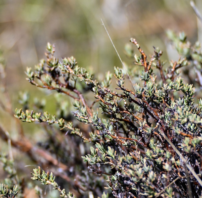 Eriogonum wrightii var. membranaceum photo 2